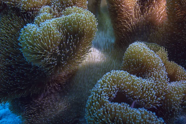 Recifes Coral Macro Textura Fundo Ecossistema Marinho Abstrato Recife Coral — Fotografia de Stock