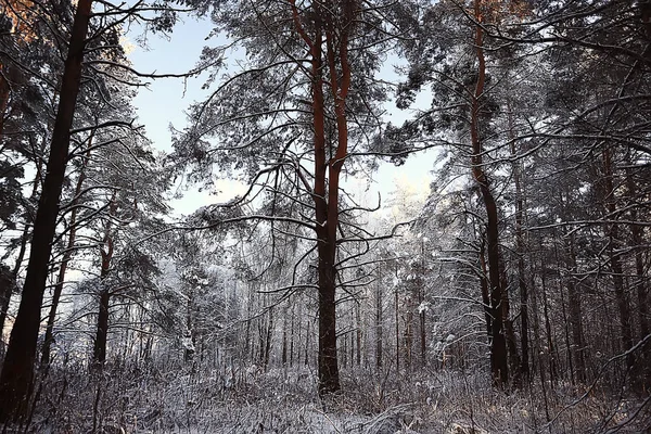 Winterlandschap Het Bos Sneeuwweer Januari Prachtig Landschap Het Besneeuwde Bos — Stockfoto