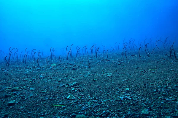 Морські Вугрі Під Водою Садові Вугрі Морські Змії Дикі Тварини — стокове фото