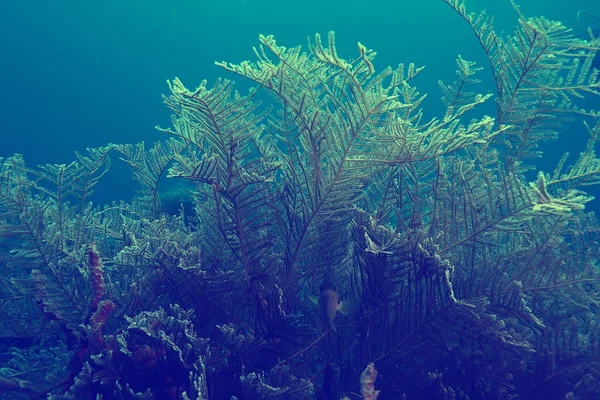 Coral Reef Vintage Toning Unusual Landscape Underwater Life Ocean Nature — Stock Photo, Image