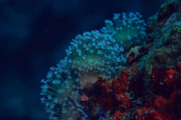 Makro Textura Korálového Útesu Abstraktní Pozadí Mořského Ekosystému Korálovém Útesu — Stock fotografie