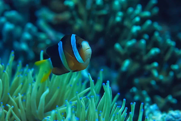 小丑鱼珊瑚礁 宏观水下场景 珊瑚鱼的看法 水下潜水 — 图库照片