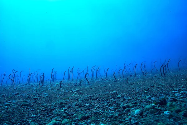 Морські Вугрі Під Водою Садові Вугрі Морські Змії Дикі Тварини — стокове фото