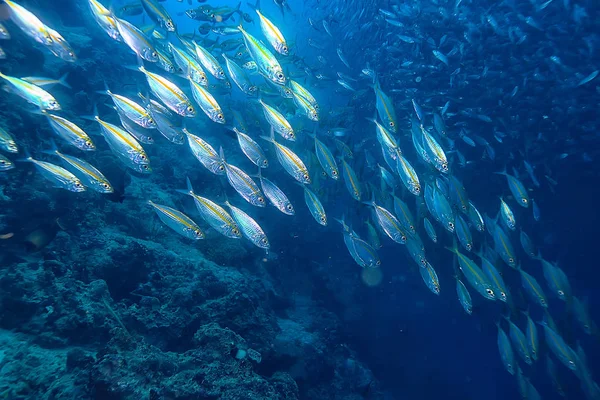 Scad Jamb Water Sea Ecosystem Large School Fish Blue Background — Stock Photo, Image