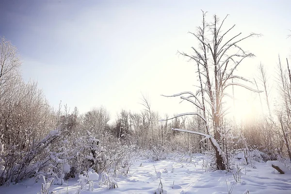 Vinter Landskap Skogen Snöigt Väder Januari Vackra Landskap Den Snöiga — Stockfoto