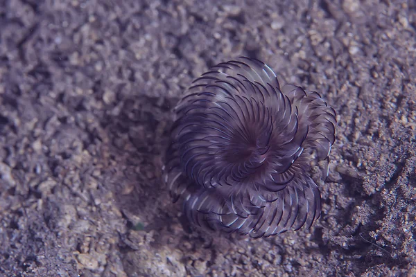 Barriera Corallina Laguna Corallina Sottomarina Marina Ecosistema Oceanico — Foto Stock