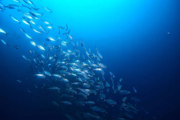 Spousta Malých Ryb Moři Pod Vodou Rybí Kolonií Rybolov Příroda — Stock fotografie