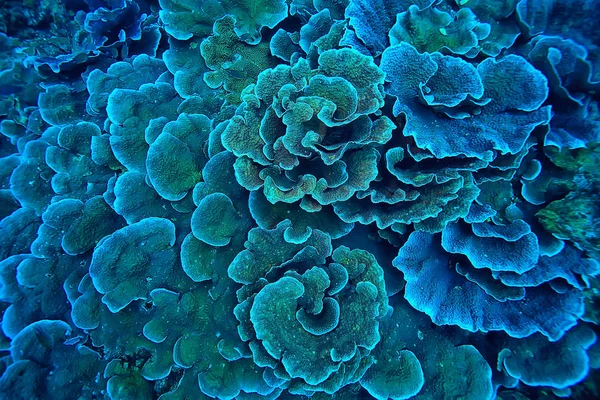 Recifes Coral Macro Textura Fundo Ecossistema Marinho Abstrato Recife Coral — Fotografia de Stock