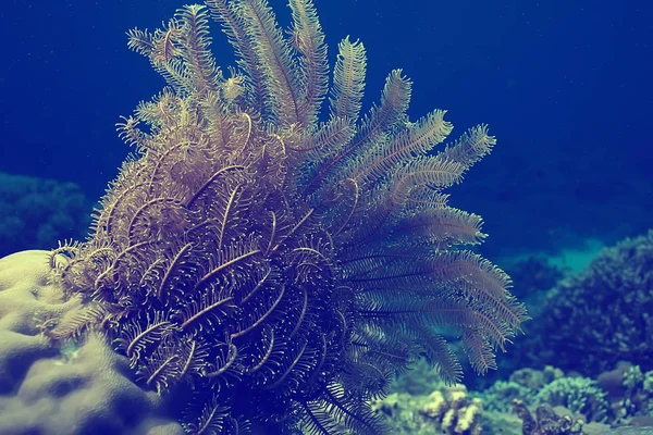 Coral Reef Rocznika Tonowanie Niezwykły Krajobraz Podwodne Życie Natura Oceanu — Zdjęcie stockowe