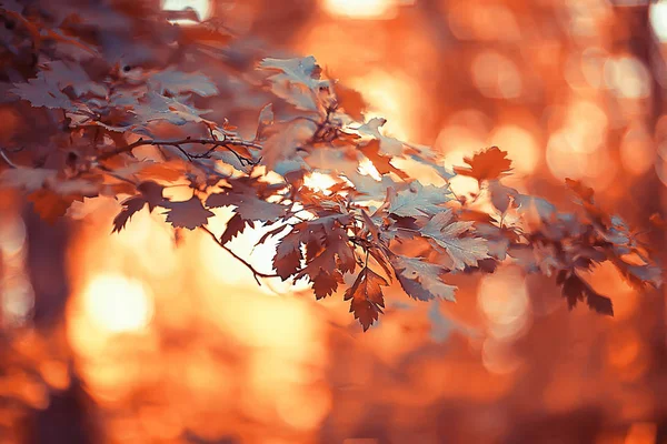 Herfst Landschap Achtergrond Met Gele Bladeren Zonnige Herfst Dag Zonnestralen — Stockfoto