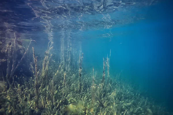 Submerged Trees Flooded Underwater Lake Fresh Jungle Water Ecology Beautiful — Stock Photo, Image