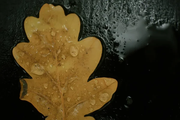 fall wet leaves background / autumn background, yellow leaves fallen from the trees, fall of the leaves, autumn park