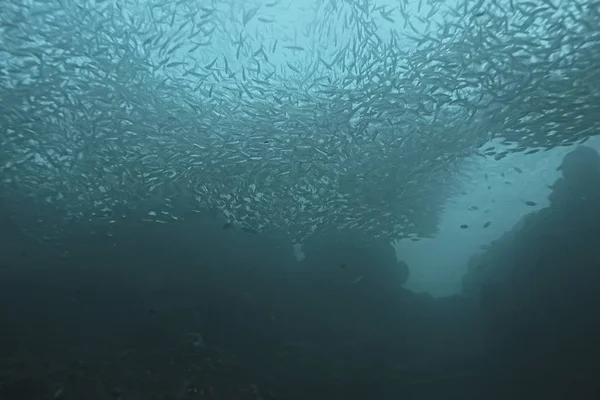 Багато Дрібної Риби Морі Під Водою Рибною Колонією Риболовля Сцена — стокове фото