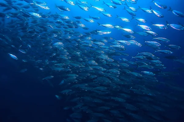 海洋中的许多小鱼在水下 海洋野生动物现场 — 图库照片