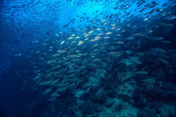 Scad Jamb Water Sea Ecosystem Large School Fish Blue Background — Stock Photo, Image