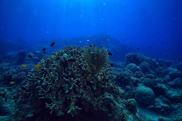 Sous Eau Océan Paysage Monde Sous Marin Scène Bleu Idylle — Photo