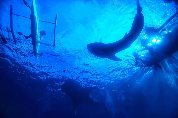 Φάλαινας Καρχαρία Σκηνή Τοπίο Αφηρημένο Υποβρύχιο Μεγάλο Ψάρι Της Θάλασσας — Φωτογραφία Αρχείου