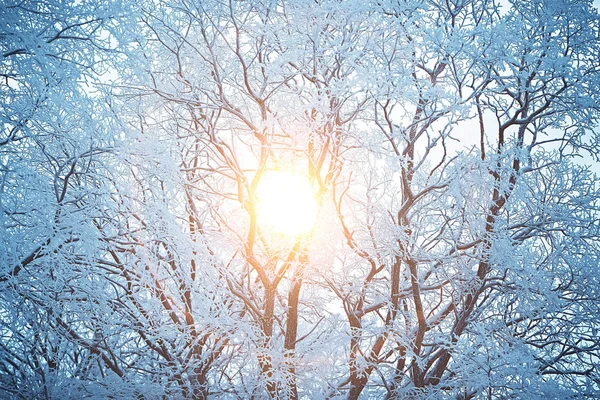 Sonnenuntergang Winterwald Februar Sonnenuntergang Park Schneewald Und Sonne Winterruhe — Stockfoto
