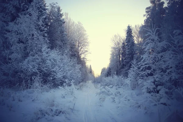 Abstracte Achtergrond Landschap Winter Bos Vorst Bedekte Boomtakken Snowy Weer — Stockfoto