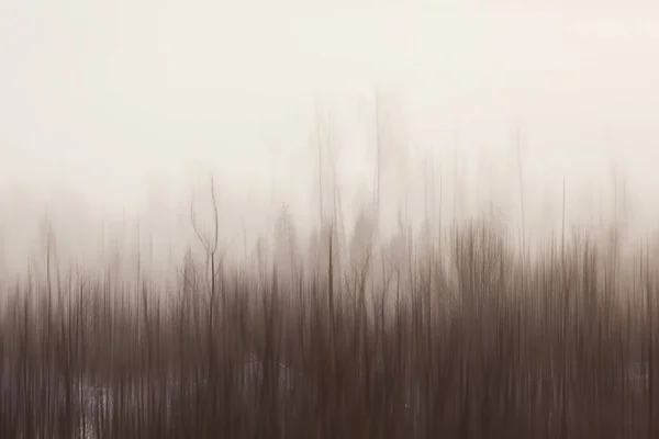 Abstract Forest Blurred Winter Vertical Lines Winter Forest Background Abstract — Stock Photo, Image