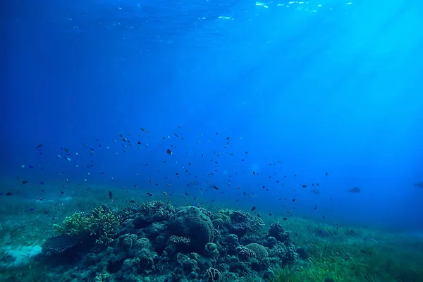 水下场景 珊瑚礁 世界海洋野生动物景观 — 图库照片