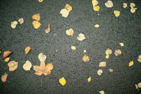 Herbst Nasse Blätter Hintergrund Herbst Hintergrund Gelbe Blätter Fallen Von — Stockfoto
