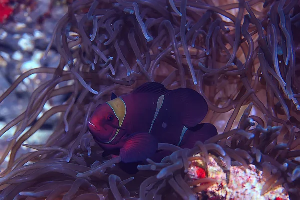 Clownfische Korallenriff Makro Unterwasserszene Blick Auf Korallenfische Unterwassertauchen — Stockfoto