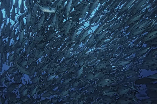 Many Caranx Underwater Large Fish Flock Underwater World Ocean Ecological — Stock Photo, Image