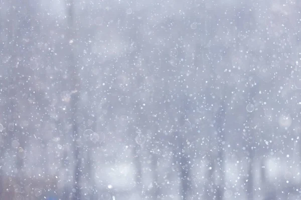 森の雪は 冬の風景をぼかした雪に覆われた森 木や冬の天気の枝 — ストック写真