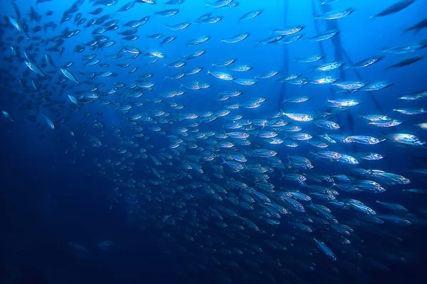 Sacco Piccoli Pesci Mare Sotto Acqua Colonia Pesci Pesca Oceano — Foto Stock