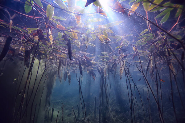 Submerged trees flooded underwater / lake fresh jungle water ecology beautiful landscape