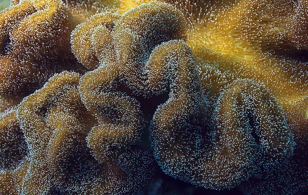 Makro Textur Des Korallenriffs Abstrakter Hintergrund Des Marinen Ökosystems Auf — Stockfoto