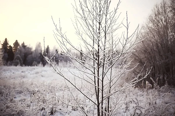 Abstrakt Bakgrund Landskap Vinter Skog Frost Täckt Träd Grenar Snöigt — Stockfoto