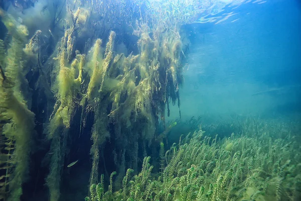 Pantano Paisaje Submarino Árboles Abstractos Hundidos Algas Aguas Cristalinas Ecología — Foto de Stock