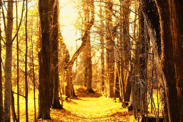 パス秋の公園 秋の風景 秋の木々や葉の黄色い公園 市の公園で美しい晴れた日 — ストック写真