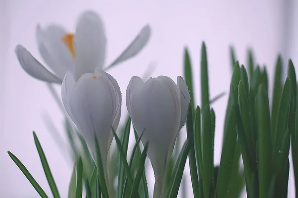 white crocus spring flower, spring abstract background, nature concept
