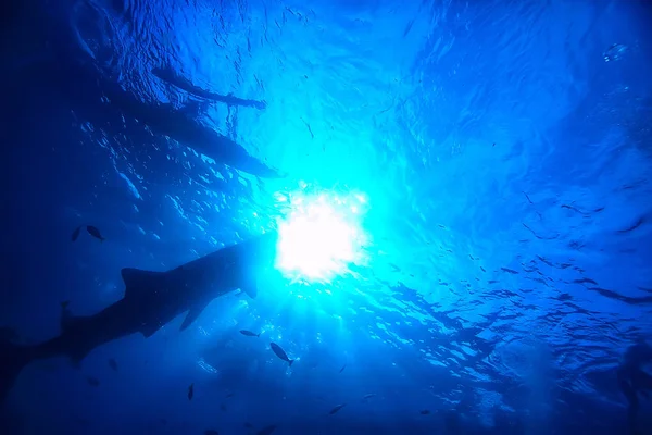 Balina Köpekbalığı Sahne Manzara Soyut Sualtı Büyük Deniz Balığı Macera — Stok fotoğraf