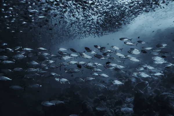 黒白魚グループ 水中自然ポスターデザイン — ストック写真