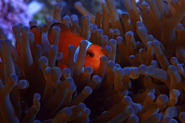 Clown Fish Coral Reef Macro Underwater Scene View Coral Fish — стоковое фото