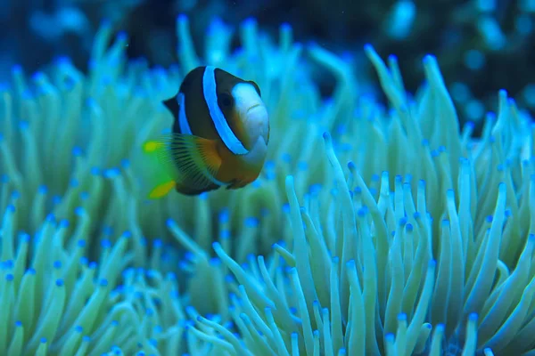 Clownfische Korallenriff Makro Unterwasserszene Blick Auf Korallenfische Unterwassertauchen — Stockfoto