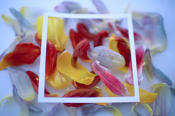 Lila Blütenblätter Hintergrund Abstrakte Vintage Tonung Blumigen Frühling Hintergrund Ungewöhnliche — Stockfoto