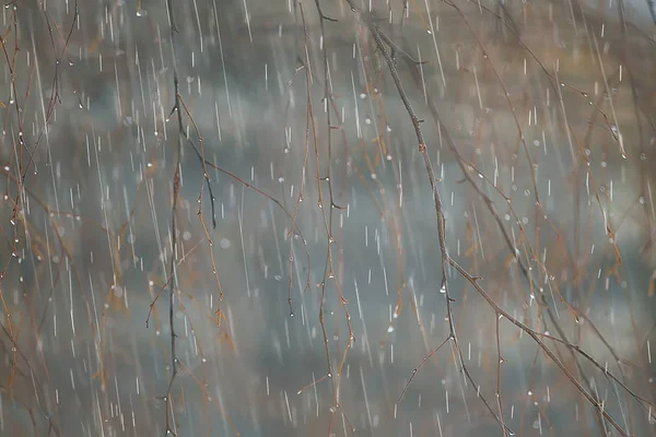 나무에서 비오는 날에가을 — 스톡 사진