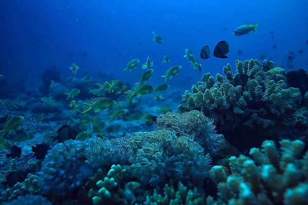 Recifes Coral Subaquático Mar Lagoa Coral Ecossistema Oceânico — Fotografia de Stock