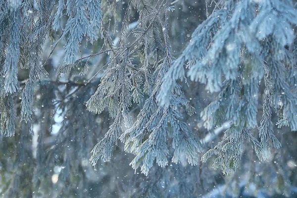 Téli Táj Erdőben Havas Időjárás Januárban Gyönyörű Táj Havas Erdőben — Stock Fotó