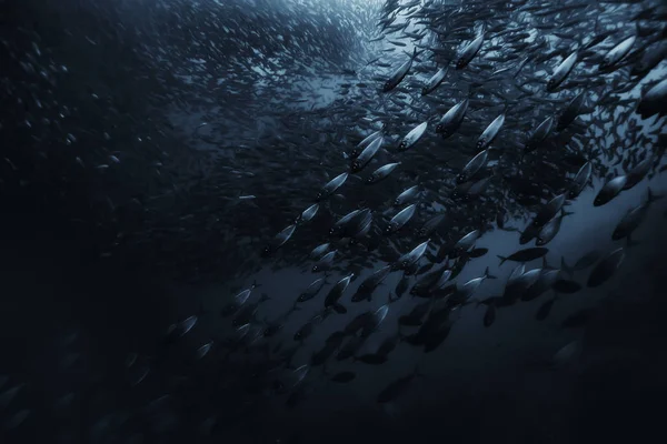 Zwarte Witte Vis Groep Onderwater Natuur Poster Design — Stockfoto