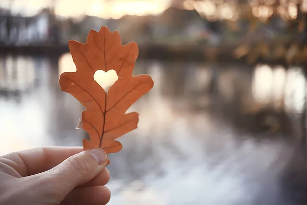 Autumn Heart Oak Yellow Leaf Heart Symbol Autumn Decoration Concept — ストック写真