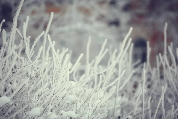 抽象的な背景の風景冬の森 覆われた木の枝 雪の天気のクリスマスの背景 — ストック写真