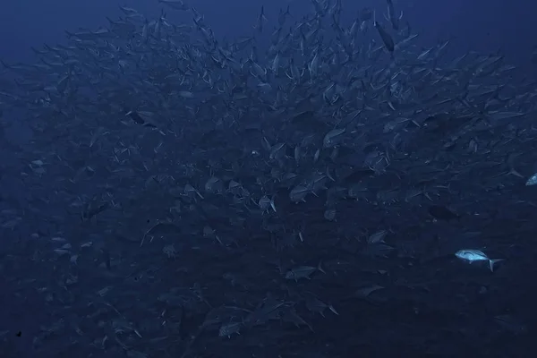 หลายฝ งปลาแคร ปลาขนาดใหญ โลกใต ระบบน เวศทางทะเล — ภาพถ่ายสต็อก