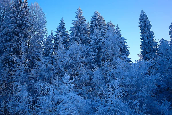 Winterlandschaft Wald Schneewetter Januar Schöne Landschaft Verschneiten Wald Ein Ausflug — Stockfoto