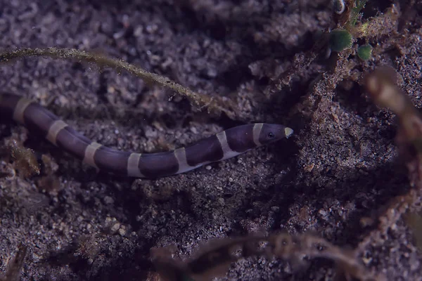 Altında Moray Yılan Balığı Güzel Deniz Sualtı Görünümü — Stok fotoğraf